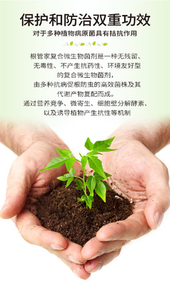 土傳病害克星 復合微生物菌劑與抗重茬技術的前沿研發